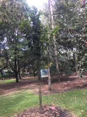 Eschweilera bogotensis