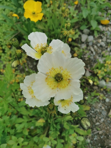 Image of Oreomecon crocea by (c) Алина Плебейко, some rights reserved (CC BY)