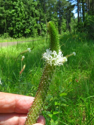 Image of Dalea phleoides by (c) Annika Lindqvist, some rights reserved (CC BY)