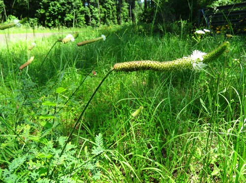 Image of Dalea phleoides by (c) Annika Lindqvist, some rights reserved (CC BY)