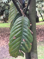 Eschweilera bogotensis