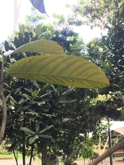 Eschweilera bogotensis