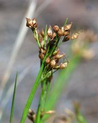 Rhynchospora megalocarpa