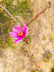 Rosa minutifolia