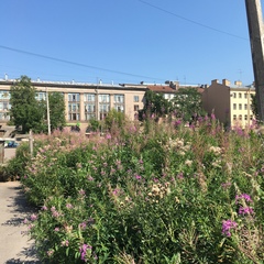 Chamaenerion angustifolium