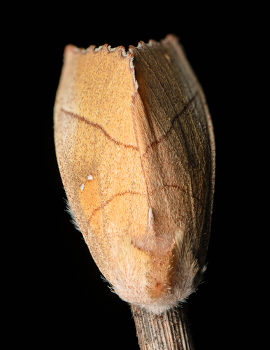 White-dotted Prominent, photo 4 of 10