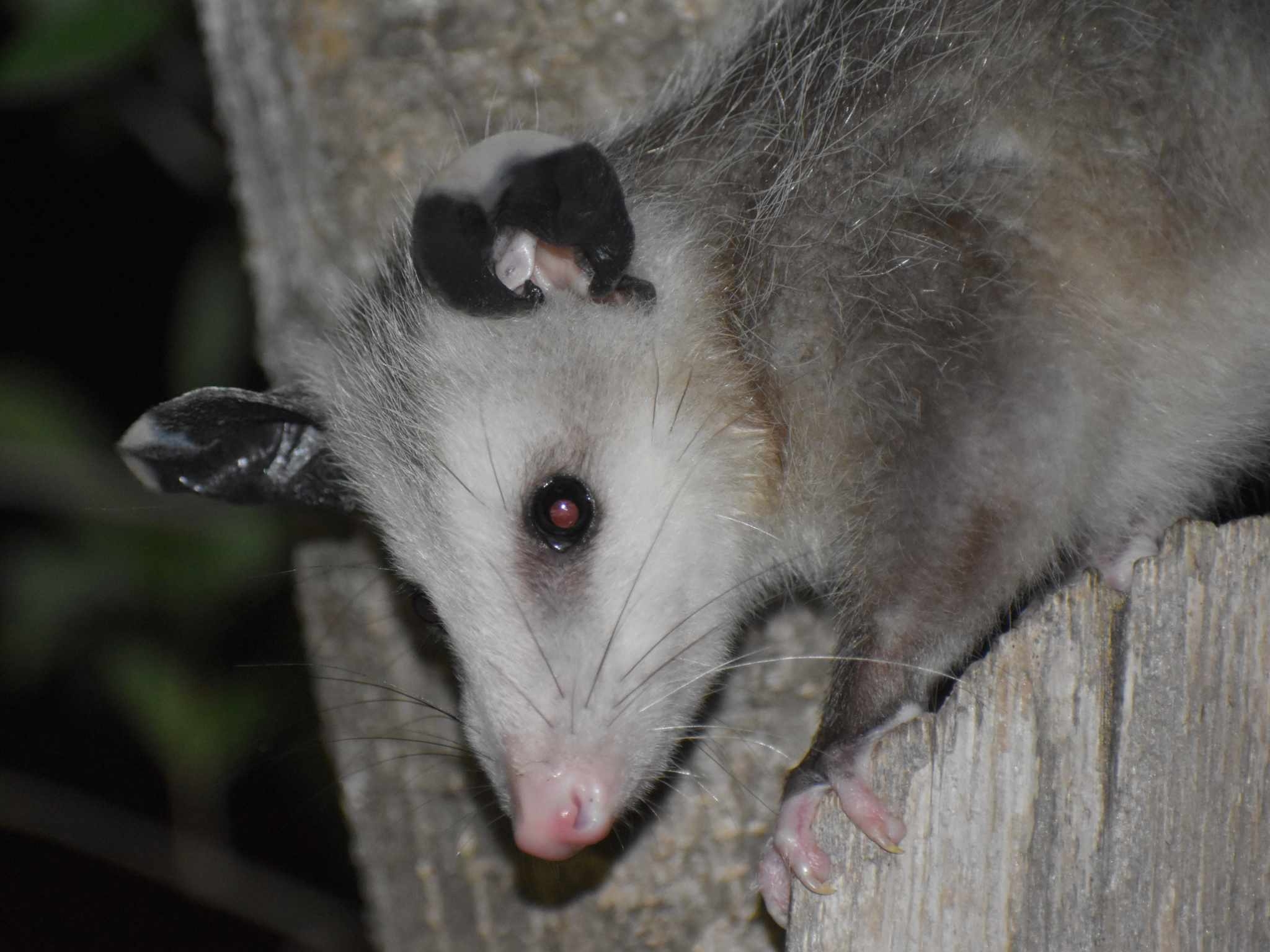Didelphis virginiana<br>16 June, 2024