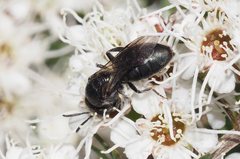 Euryglossa ephippiata