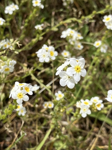 Fragrant Popcornflower (Plagiobothrys figuratus)