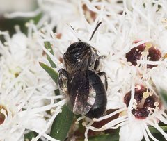 Euryglossa ephippiata
