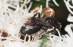 Euryglossa ephippiata