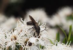 Euryglossa ephippiata