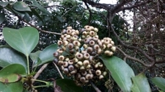 Dendropanax arboreus