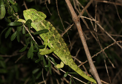 Chamaeleo chamaeleon