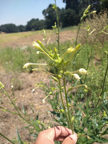 Image of Nicotiana quadrivalvis by (c) Jonas Katona, some rights reserved (CC BY)