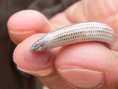 Short Blind Dart Skink photo 5