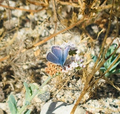 Icaricia lupini texanus