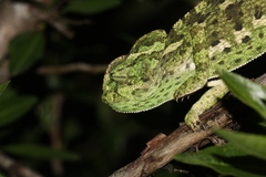 Chamaeleo chamaeleon