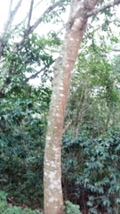 Dendropanax arboreus