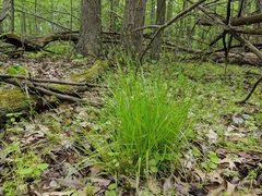 Carex rosea