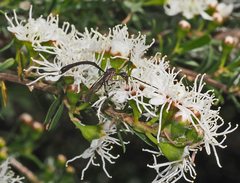 Gasteruption longicolle