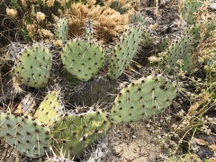 Opuntia × vaseyi