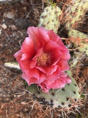 Opuntia × vaseyi