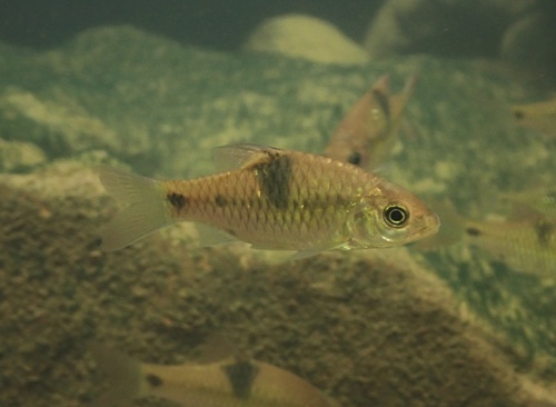 Barbodes sellifer Kottelat & Lim, 2021