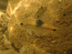 Saddle Barb photo 2
