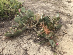 Opuntia × vaseyi