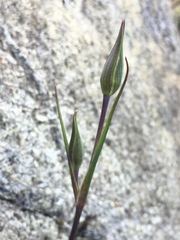 Calochortus tiburonensis