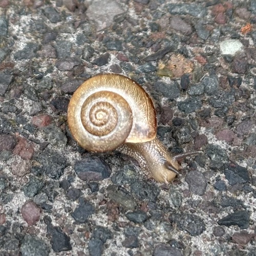 Bradybaena similaris observed 2024-06-16