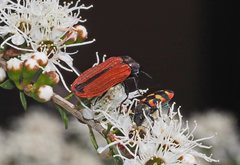 Castiarina erythroptera