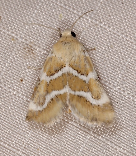Schinia biundulata photo 5