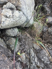 Calochortus tiburonensis
