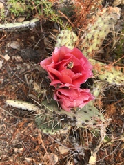 Opuntia × vaseyi