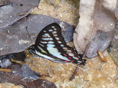 Graphium evemon