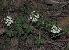 Pimelea glauca