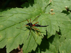 Tanyptera dorsalis