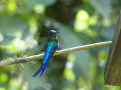 Aglaiocercus