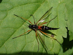 Tanyptera dorsalis