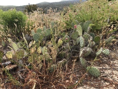 Opuntia × vaseyi