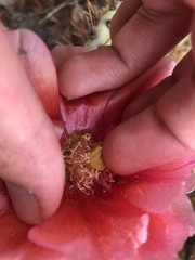 Opuntia × vaseyi