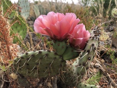 Opuntia × vaseyi