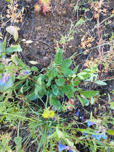 Image of Penstemon subserratus by no rights reserved