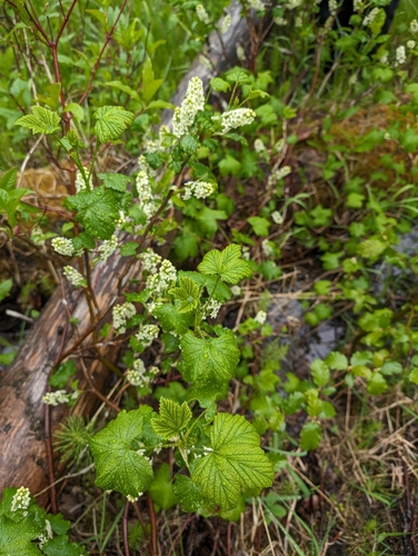 Image of Hudson Bay currant by (c) Katherine Baird, some rights reserved (CC BY)