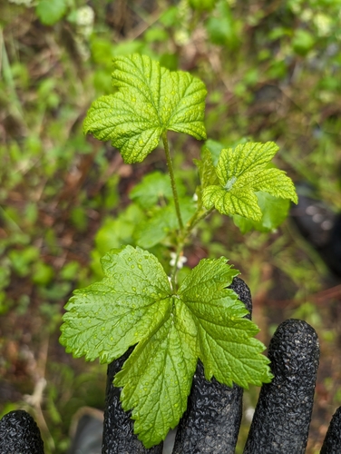 Image of Ribes hudsonianum by (c) Katherine Baird, some rights reserved (CC BY)