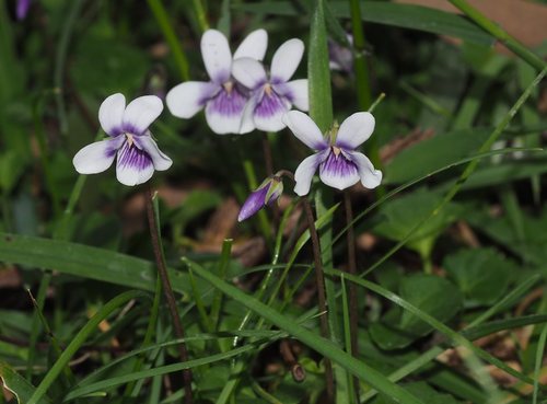 Ivy Leaved Violet
