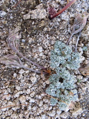 Oreonana vestita