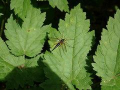 Tanyptera dorsalis